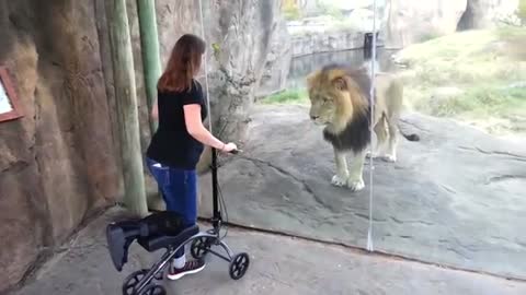 Lion Wants Girl's Scooter