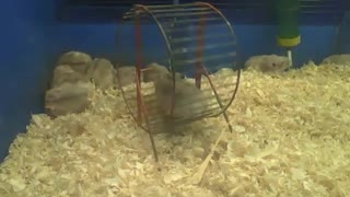 Russian dwarf hamster started to work out, the brothers just want to sleep [Nature Animals]
