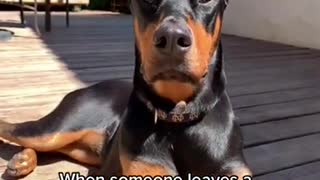 I Love Pets - Funny Pets Video Clips #Funny Pets