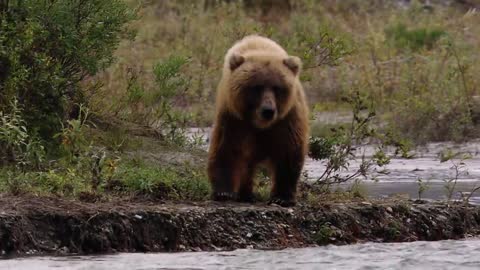 Untouched Wilderness in America's Northernmost National Park - Gates of the Arctic