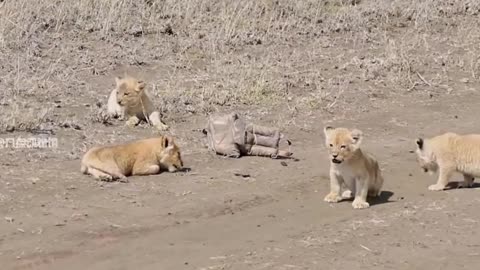 This awkward father is so funny Lion and Cub