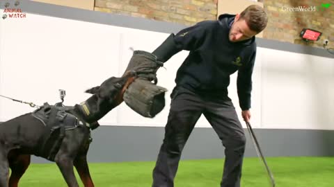 Fully trained protection dog - The doberman