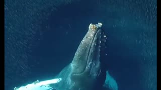 Big and beautiful Whale 🐋❤️
