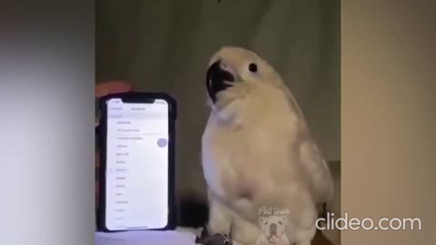 Funny Clever Parrots Talking