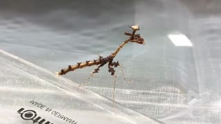 Dragon Mantis bobbing along