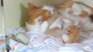 Mother Cat Attacks And Bites Her Kittens