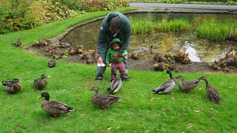 Feeding Duck with little one