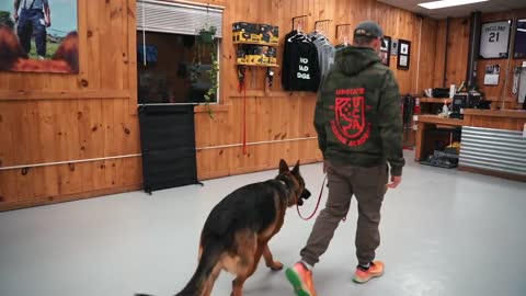 GERMAN SHEPHERD CHALLENGES EVERYONE IN THE ROOM...#2