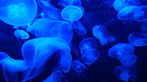 The Beautiful jellyfish