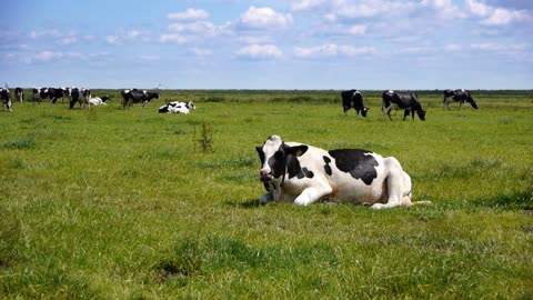 Cow in dutch landscape