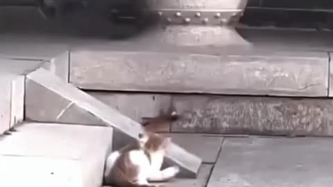 Cat was killing very upset cat🤣🙈 interesting video
