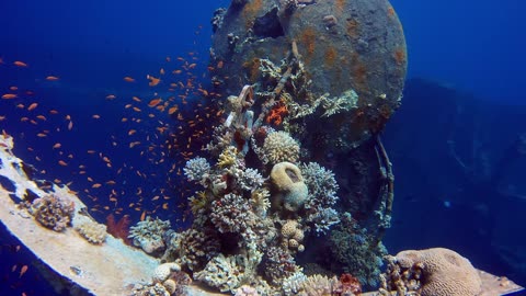 fishes inside broken ship