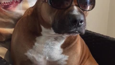 Cool dog in shades