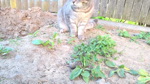 The cat is playing with the mouse