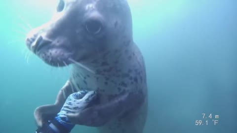 Friendly Harbor Seal 2