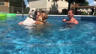 Doggie pool party