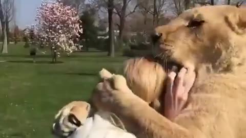 Lions reunite with woman who rescued them!!❤️