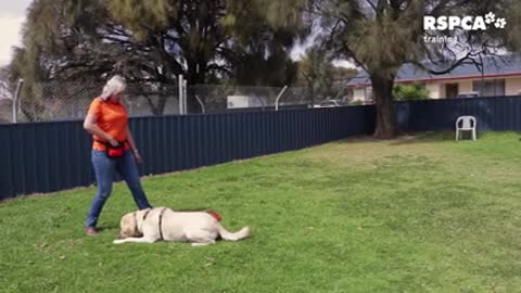 Smart dog training dog