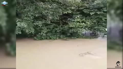 Kerala Animals trapped in flooding waters