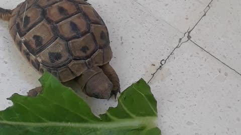 Small Turtle eats