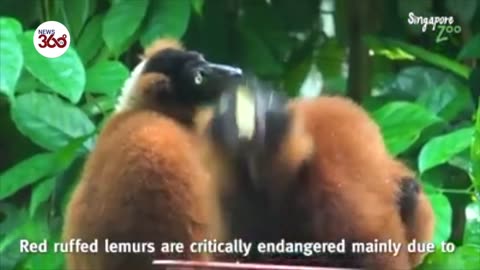 RARE RED RUFFED LEMUR TWINS BORN AT SINGAPORE ZOO !!!