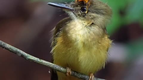 Unique beautiful bird found in Amazon forest