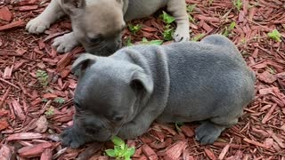 Solid blue and blue fawn Frenchie puppies in the yard for first time!