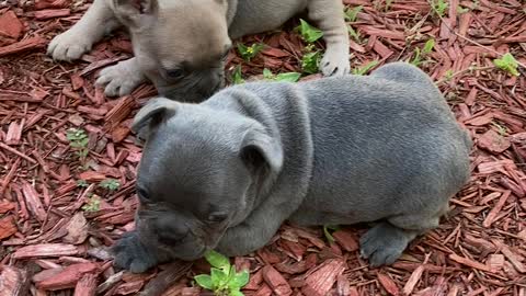 Solid blue and blue fawn Frenchie puppies in the yard for first time!