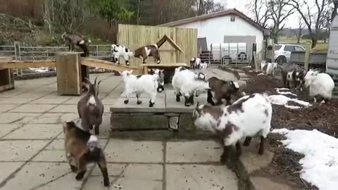 Pygmy goats enjoy a bit morning exercise!
