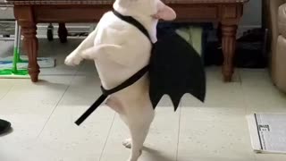Cute French Bulldog Dancing in Dragon Costume