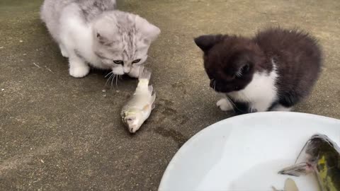 Cats eat fish