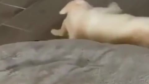 Funny puppy is happy with the bed and falls out of it