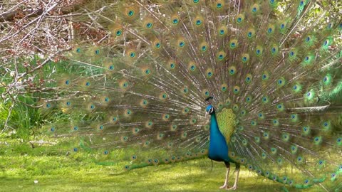 Peacock dance display - Peacocks opening feathers HD and Birds Sound