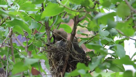 A beautiful bird in its nest feeding its young. A wonderful parenting attitude