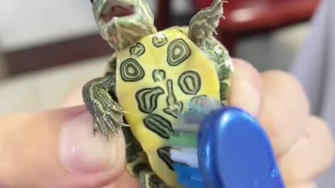 Give the turtle a bath it laughs really happy