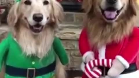 Dogs in Christmas mood