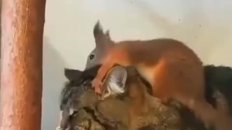 The squirrel is very good massager, so cute🐿️♥️