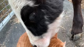 Cow Nuzzles Cat Best Friend