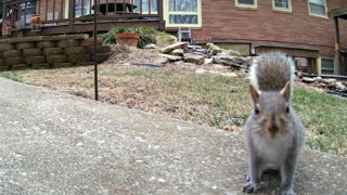 Neighborhood Squirrel Close Up