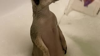 Meerkat Enjoying a Bath