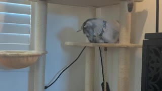 Cat is Unsure About Baby Goat Climbing into Cat Tower