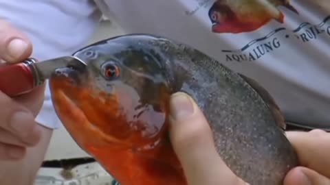 Piranha in real life