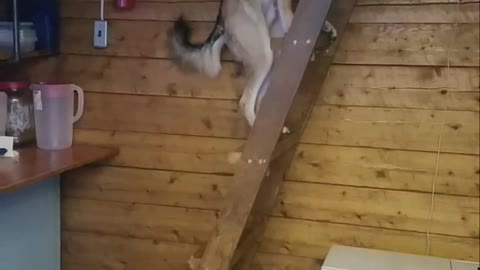 Cool Pup Learned to Climb Ladders