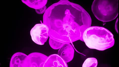 Amazing Jellyfish Aquarium