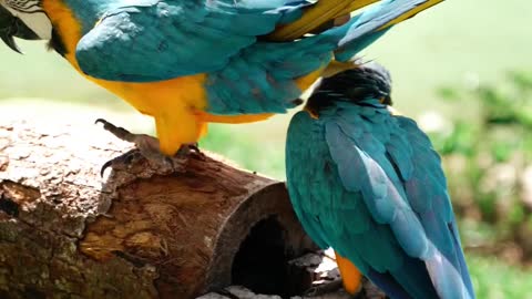 The most beautiful parrot duo in the world