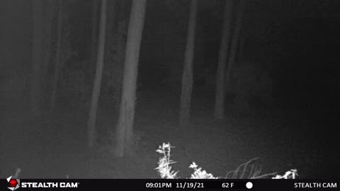 Trail Cam at the Grave yard- Paranormal Hunt