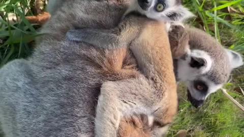 Ring-tailed lemur