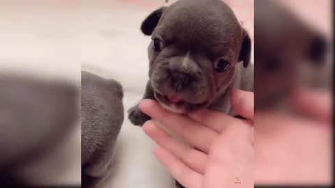 Cute dog reaction compilation/ you won't be able to resist