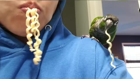 Parrot and owner share noodle treat together