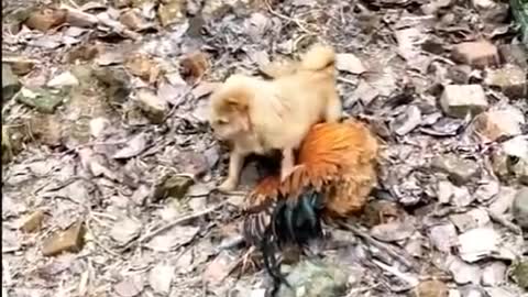 Best Fitgh Chiken vs Dog Funny
